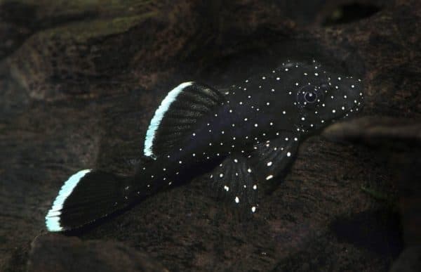 Анциструс звездчатый читайте статью