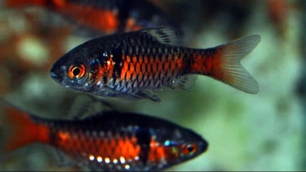 Прекрасный алый барбус