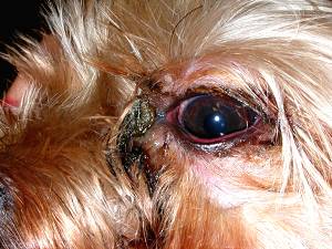 у собаки гноится глаз что делать