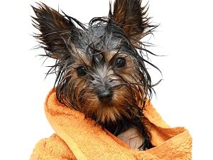 можно ли мыть собак