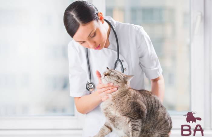 Профилактика гематурии