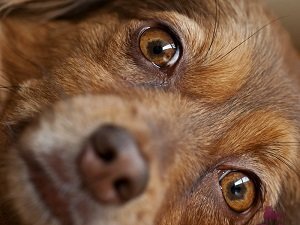 у собаки слезятся глаза как лечить