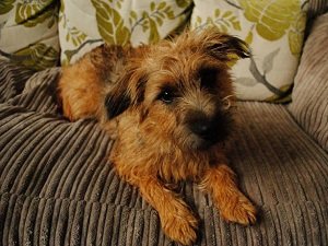 бордер терьер плюсы и минусы