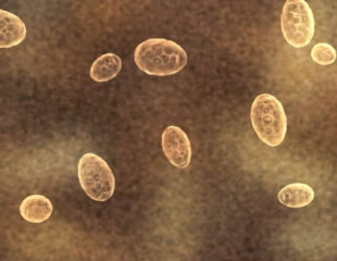 Яйца глистов в кале