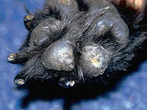 васкулит у собак симптомы