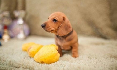 кроличья такса