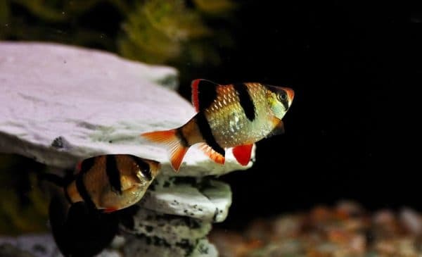 Суматранский барбус рыба