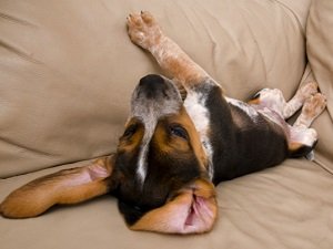 у собаки сводит лапы судорогой