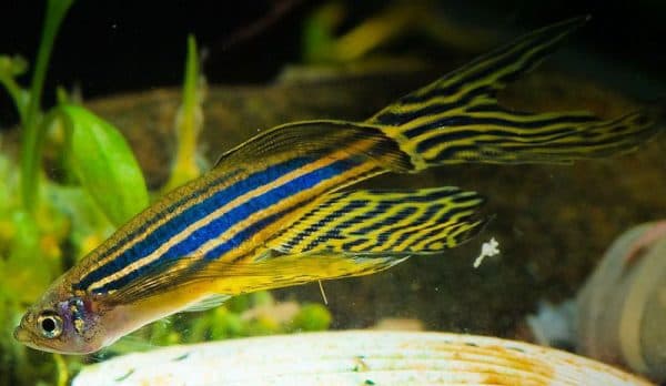 Данио рерио рыбка