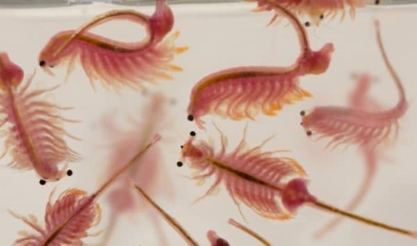 Корм для рыб артемия. Описание