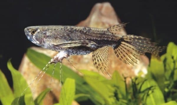 Рыба-бабочка (Пантодон аквариумная) описание