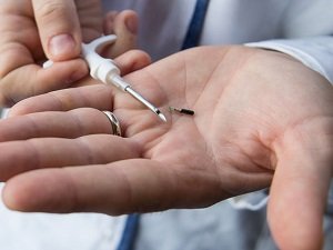 чипирование собак цена