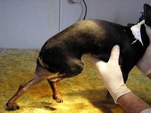 дисплазия тазобедренных суставов у собак симптомы