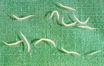 Фото: острицы