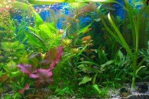 Пышный забавный задник