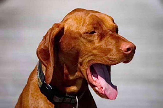 как удалить кость из горла собаки