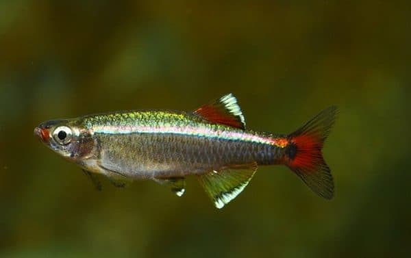 Кардинал рыбка