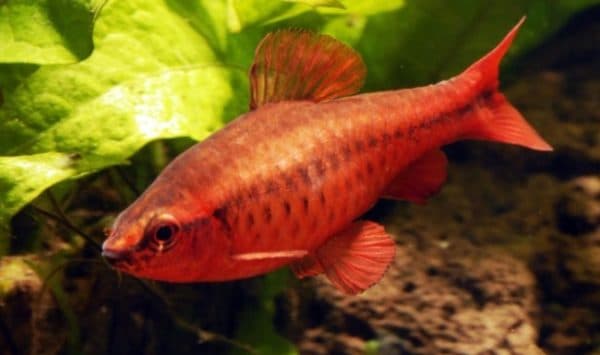 Красивый вишневый барбус