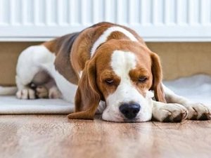 гипогликемия у собак мелких пород лечение