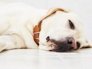 гипогликемия у собак мелких пород симптомы