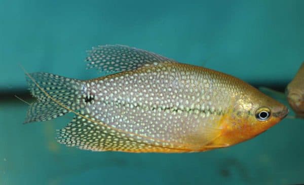 Жемчужный гурами рыбка