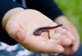 Симптомы приявления глистной инвазии у ребенка и особенности лечения