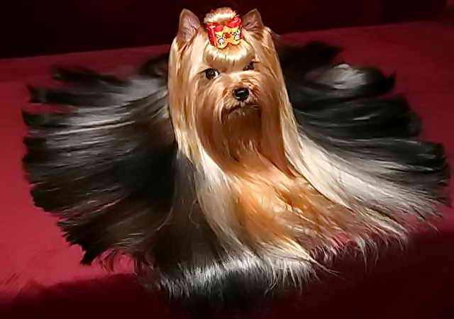 Выбираем стрижку йорку: 50 фото для мальчиков и девочек, превращение собаки в стилягу