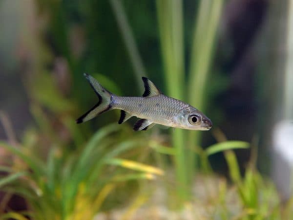 Аквариумная рыбка Акулий балу