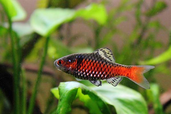 Алый барбус читайте статью