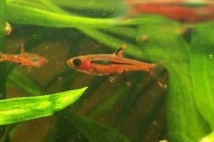 Главное — хороший аппетит