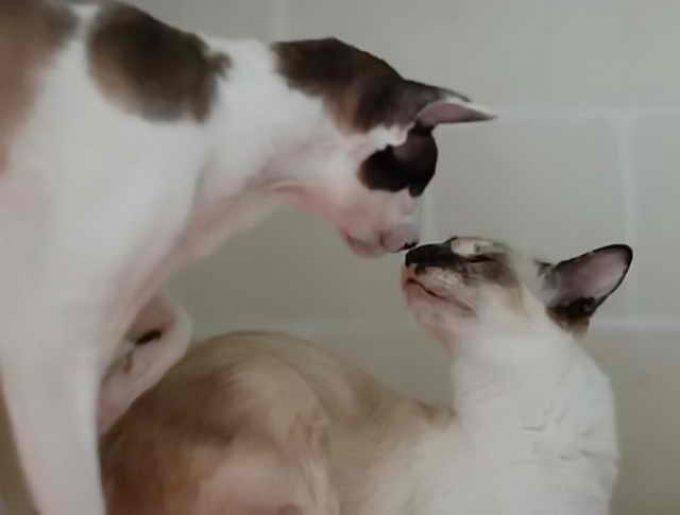 первая вязка кошек, принюхиваются