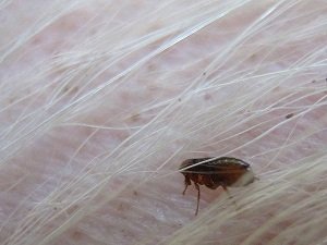 средство от блох для собак