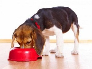 каша для собаки рецепт