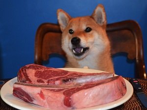 сколько стоит сиба ину