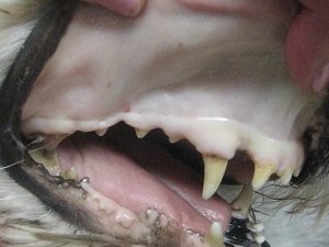 анемия у собак