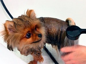 вольпино итальяно цена