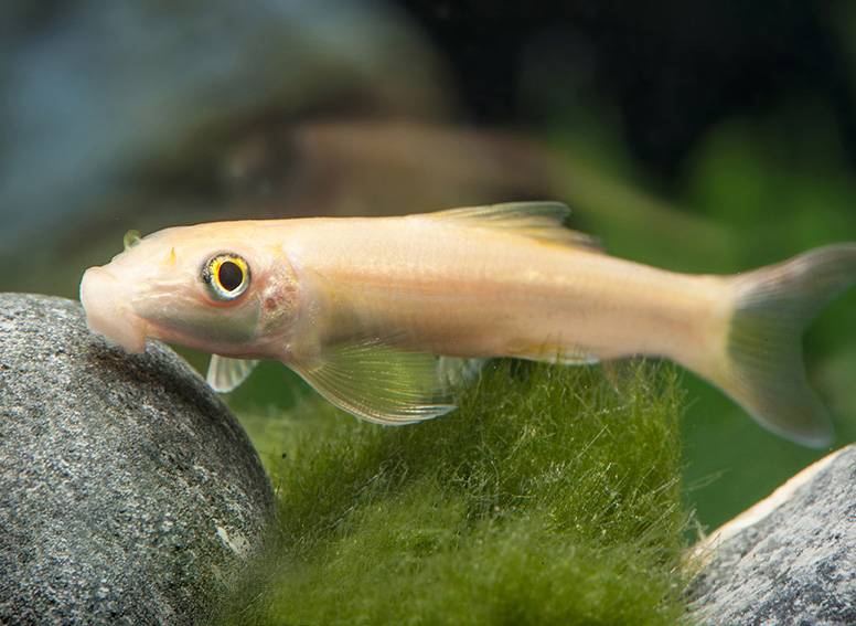 Гиринохейлус около мха