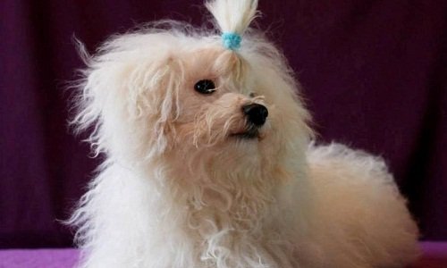 болоньез собака купить