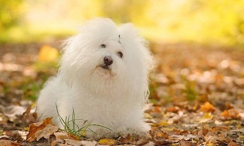 болоньез порода собак