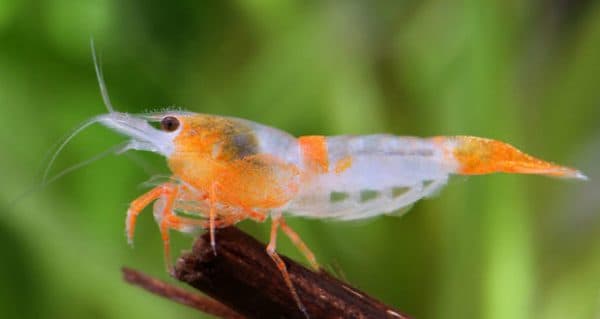 Прекрасные аквариумные креветки