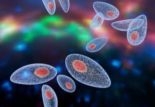 Симптомы и источники инфицирования toxoplasma gondii
