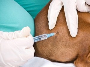 как проявляется чумка у собак