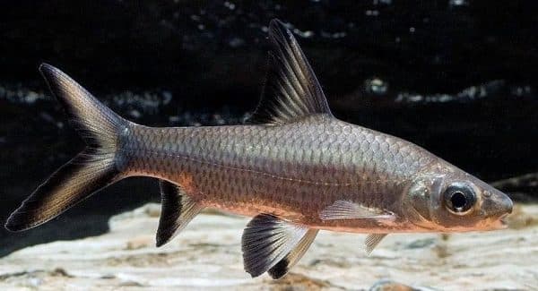 Акулий балу фото