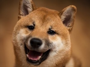 сиба ину описание породы