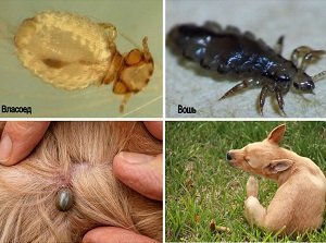 вши у собаки фото