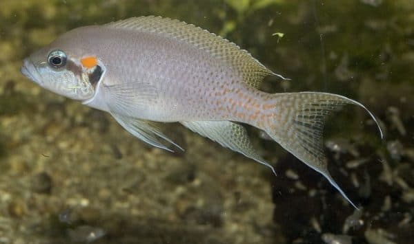 Принцесса Бурунди в аквариуме