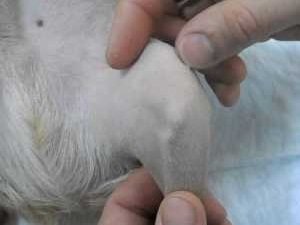 тест на пателлу у собак