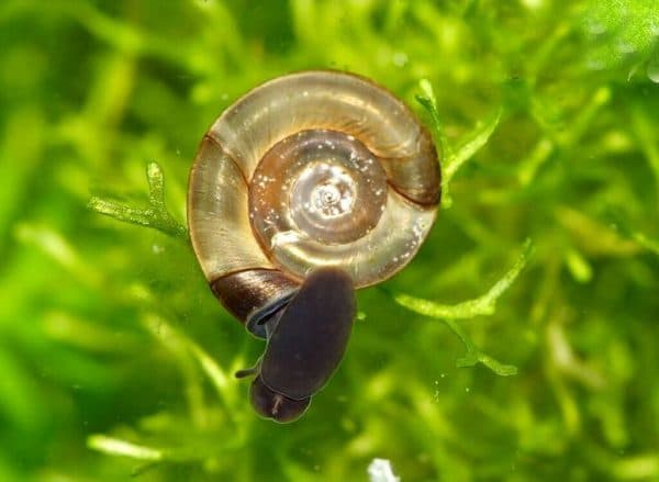 Катушка улитка в аквариуме