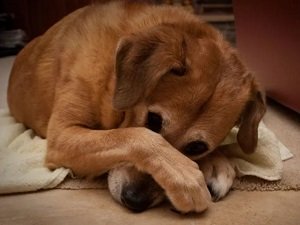 у собаки урчит в животе причины