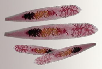 Opisthorchis felineus